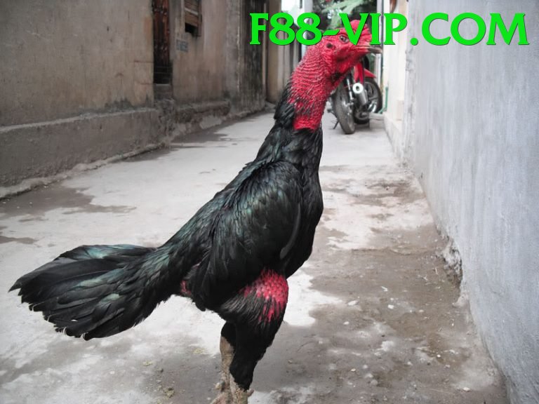 Cách Đọc Kèo Đá Gà - Đồ họa đỉnh cao